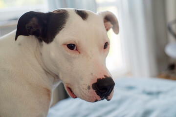 Portrait of american staffordshire terrier spotted black and white color close-up on bed, soft focus