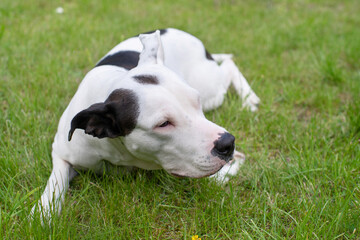 American Staffordshire Terrier spotted black and white color resting on green grass in the park, close-up.