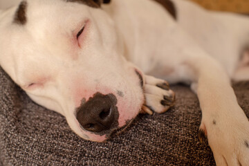 American Staffordshire Terrier spotted black and white color sleeps on the couch, close-up. Redness on the nose and eyes of the dog, food allergy