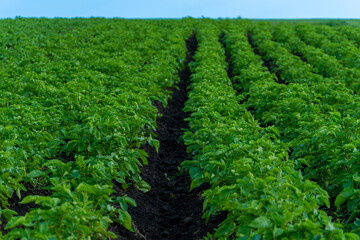 Rows of potato plants with green foliage extend into the distance, growing in dark soil. A...