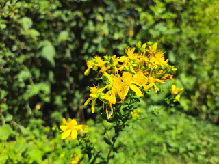 Cluster of Yellow St John's Wort Flowers