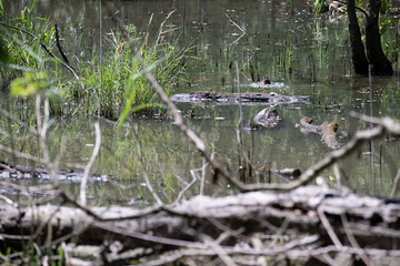 Bird perched on a branch near still water surrounded by lush vegetation in a tranquil natural setting
