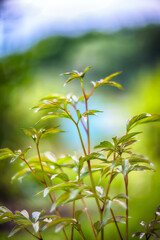Amazing twinkling lights vivid color blurred bokeh spring from leaf background.