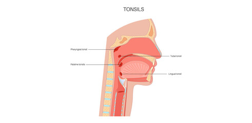 Tonsils anatomical poster