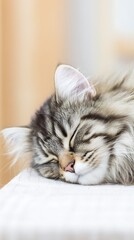 Fluffy gray cat sleeping peacefully