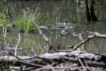 Bird perched on a branch near still water surrounded by lush vegetation in a tranquil natural setting