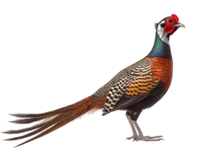 Black and Silver Kalij Pheasant Standing – PNG