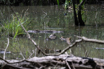 Bird perched on a branch near still water surrounded by lush vegetation in a tranquil natural setting
