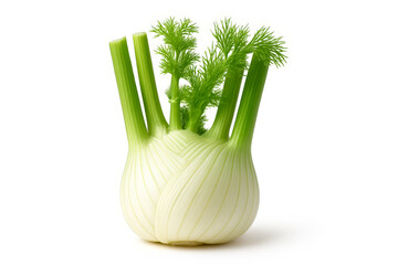 Whole Fresh Fennel Bulb with Green Fronds &ndash; Healthy Cooking and Vegetable Illustration