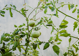 Bushes of unripe tomatoes growing in a greenhouse. Organic vegetables. Natural food ingredients on...
