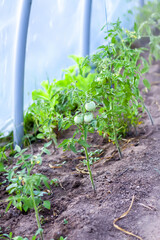 Bushes of unripe tomatoes growing in a greenhouse. Organic vegetables. Natural food ingredients on...