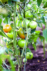 Bushes of unripe tomatoes growing in a greenhouse. Organic vegetables. Natural food ingredients on...