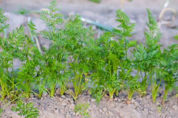 Organic vegetables. Carrots grow in the soil.