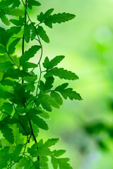 Obraz premium 水無月の山の新緑20240621