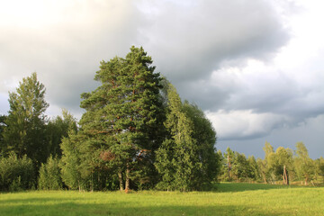 Summer landscape with a green field and a pine tree. 
