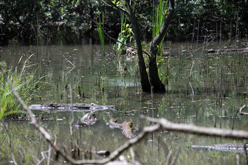 Bird perched on a branch near still water surrounded by lush vegetation in a tranquil natural setting