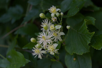 Delicate white clematis flowers and buds emerge from lush green foliage, capturing nature's subtle beauty and vibrant growth.