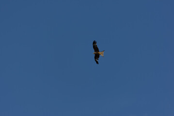 A magnificent bird of prey soars gracefully against a clear blue sky, embodying freedom and natural...