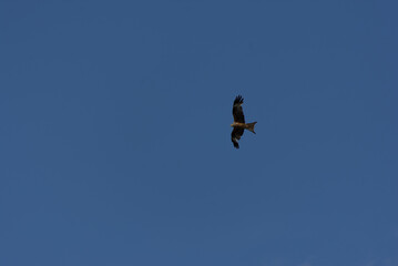 A magnificent bird of prey soars gracefully against a clear blue sky, embodying freedom and natural...