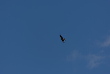 A magnificent bird of prey soars gracefully against a clear blue sky, embodying freedom and natural beauty.