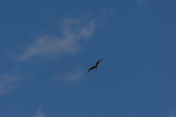 A magnificent bird of prey soars gracefully against a clear blue sky, embodying freedom and natural...