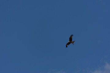 A magnificent bird of prey soars gracefully against a clear blue sky, embodying freedom and natural...