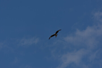 A magnificent bird of prey soars gracefully against a clear blue sky, embodying freedom and natural...