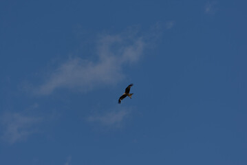 A magnificent bird of prey soars gracefully against a clear blue sky, embodying freedom and natural...