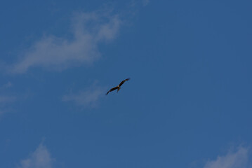A magnificent bird of prey soars gracefully against a clear blue sky, embodying freedom and natural...