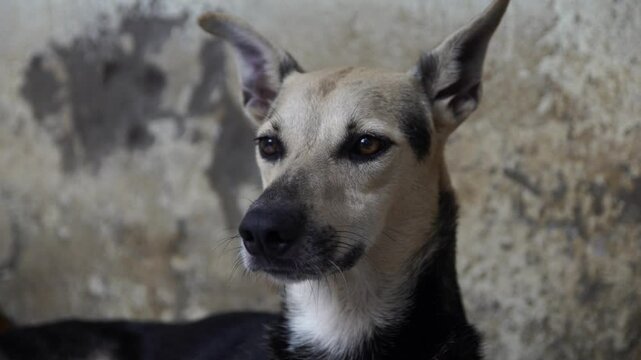 Cachorros de rua sem ra&ccedil;a definida caramelo vira lata doguinho