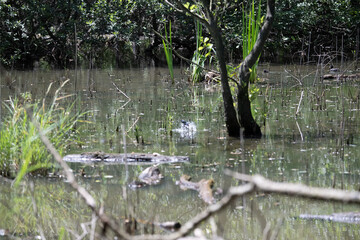 Bird perched on a branch near still water surrounded by lush vegetation in a tranquil natural setting