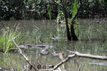 Bird perched on a branch near still water surrounded by lush vegetation in a tranquil natural setting