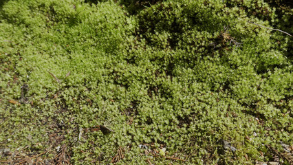 高野山（和歌山,自然,山）