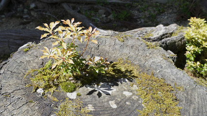 高野山（和歌山,自然,山）