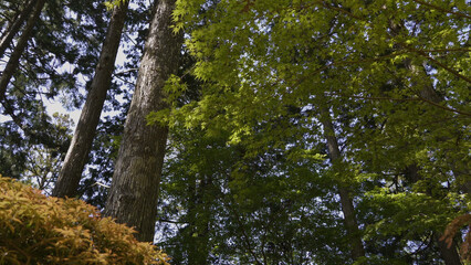 高野山（和歌山,自然,山）