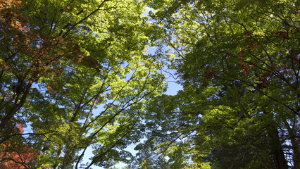 高野山（和歌山,自然,山）