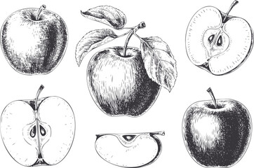 Vintage hand drawn apple illustration set with slices and whole fruits. Apple fruit set line art sketch engraving vector illustration.