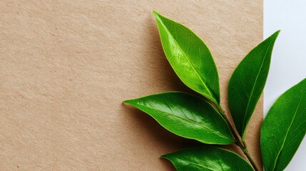 Bright Green Leafy Plant Branch with Healthy Glossy Leaves on Beige and White Background.