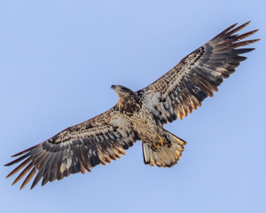 Juvenile Bald Eagle Soaring with Wings Spread Against Clear Blue Sky