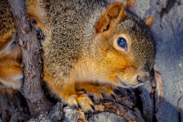 Close-Up of Fox Squirrel Resting on Tree Branch with Detailed Fur Texture