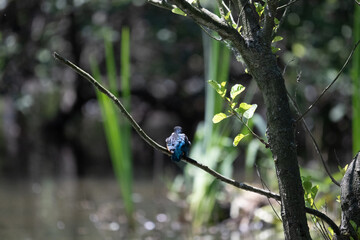 Bird perched on a branch near still water surrounded by lush vegetation in a tranquil natural setting