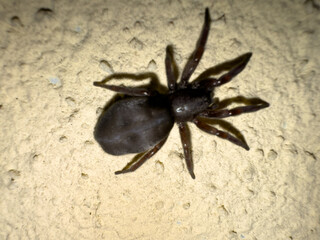 Black spider zelotes on a wall insect 