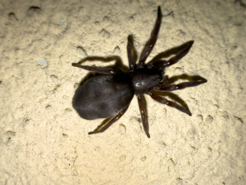 Black spider zelotes on a wall insect 