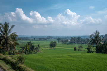 Fototapeta premium serene balinese rice field showcasing lush green terraces under clear sky