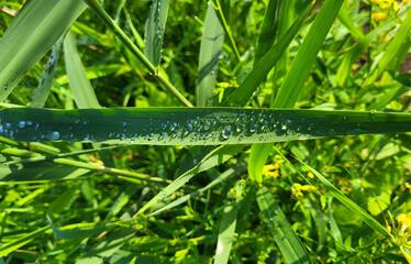 On a bright, sunny morning, transparent raindrops on green grass