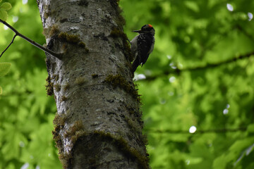Young woodpecker in a tree with green leaves as background.