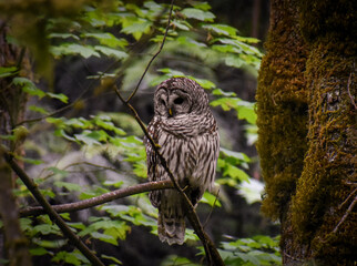 Owl sitting on a branch in the woods with maple leaves in the background