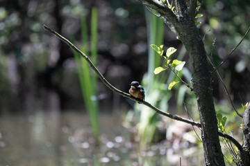 Bird perched on a branch near still water surrounded by lush vegetation in a tranquil natural setting