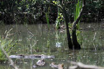 Bird perched on a branch near still water surrounded by lush vegetation in a tranquil natural setting