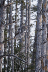 Perched in a forest of tall pine trees, a great gray owl listens carefully for prey in the snow below. 